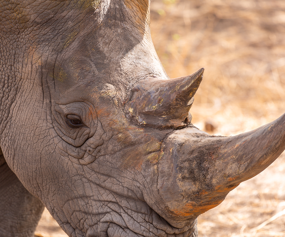 rhino
